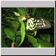 Cairns - Kuranda - Butterfly Zoo.jpg
